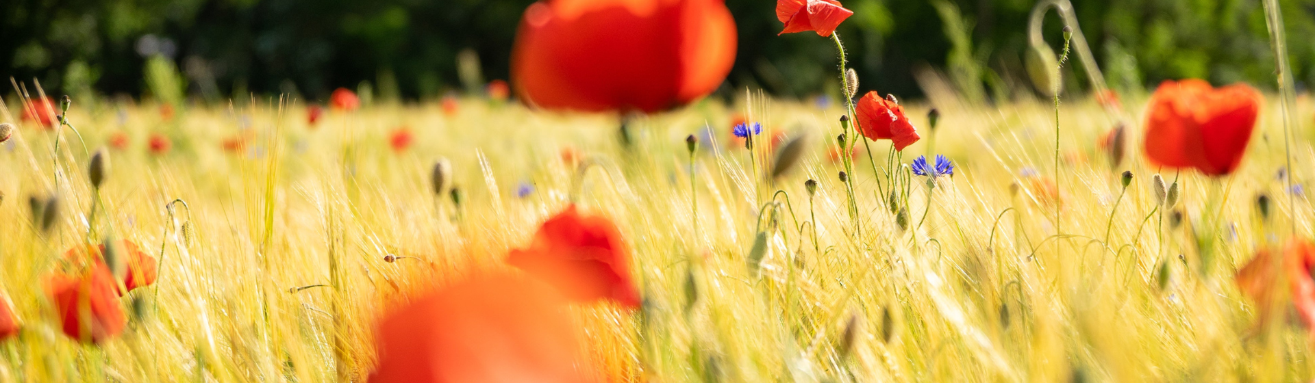 slider image slider_item_DVe8w3